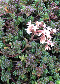 Sedum album 'Black Pearl'